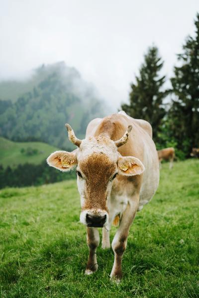 Ollama本地大模型
